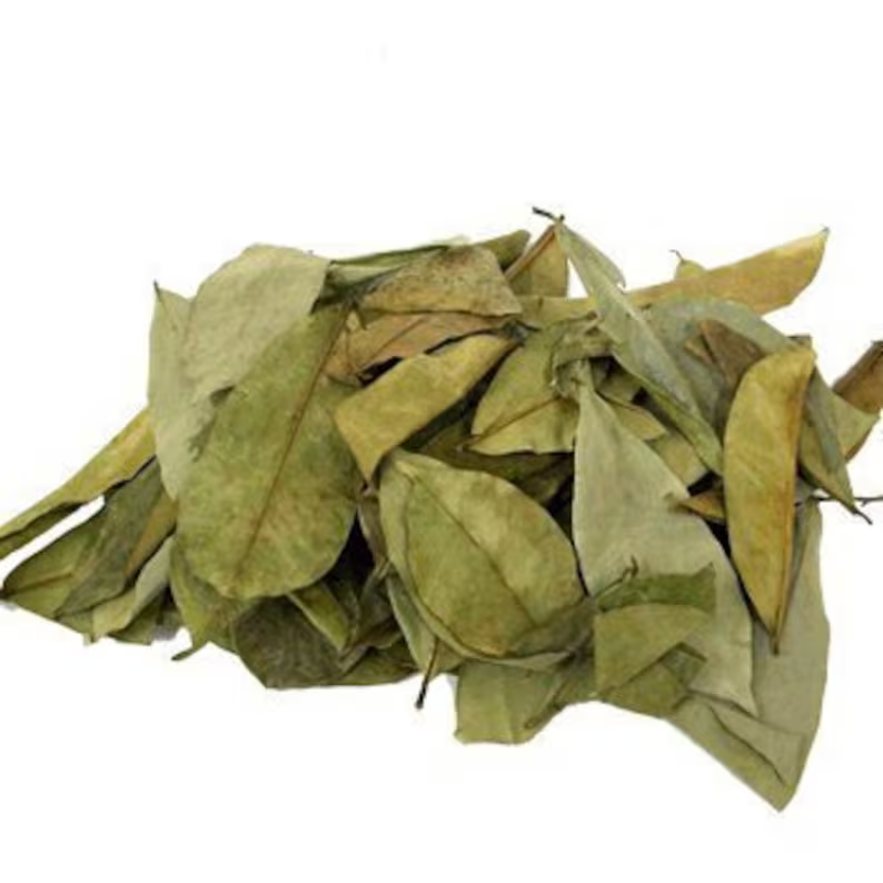 Organic, wild sourced Jamaican Soursop leaf herbal bush tea.  Helps manage symptoms of lupus, helps to control and lower blood sugar (diabetes), is anti bacterial, anti, cancer, lowers yeast infections, great for gingivitis, & tooth decay.  From the Botanical Bay.  The best online source to buy herbs for tea and spices in the UK. Review us now! Available in wholesale and bulk. 